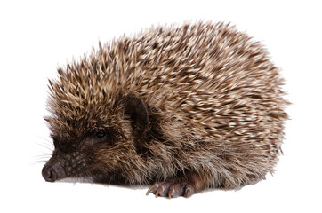 Little prickly hedgehog isolated on white
