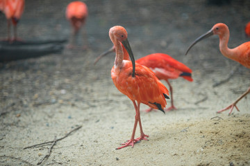 Portrait of scarlet ibis (Eudocimus ruber) a species of ibis in the bird family Threskiornithidae. 