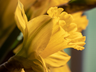 close up of a single daffodil in full bloom during spring