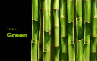 the background of green bamboo
