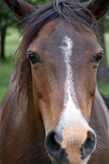 Fototapeta premium Horse