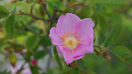 Incredible beautiful and fragrant Rosa rubiginosa flower on green foliage background. The tea made from the hips of this rose is very popular as a healthy beverage.