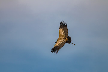 eagle in flight