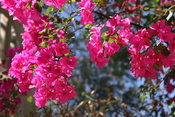 Beautiful Flowers