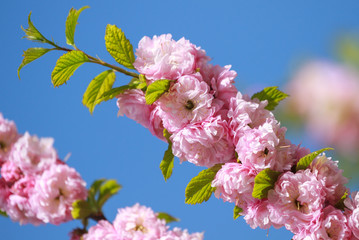 Sakura flowers bloom