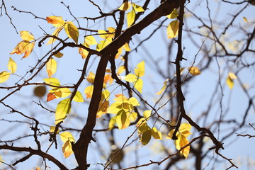 Beautiful leaves
