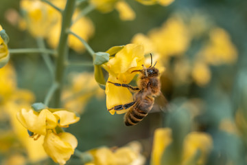 Bee collects honey on yellow flower. CLoseup shot