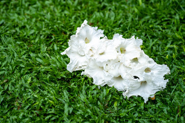 Obraz premium Amazing white flower is blooming.