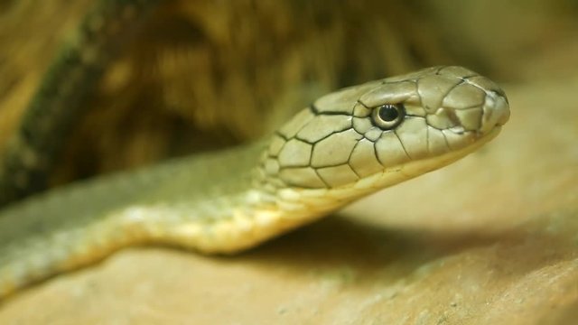 Majestic poisonous snake with light striped skin. Beautiful Monocled king cobra on rock in terrarium cage.