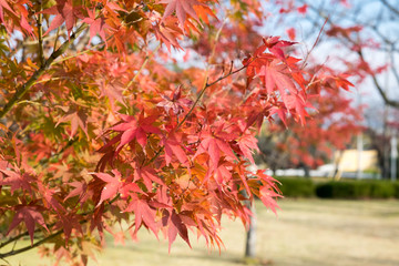 Japanese red maple leaves at autumn. Japan