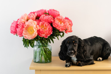 Black dog, Russian Spaniel lies with Coral peonies in a glass vase. Beautiful peony from floral shop. Flowers delivery. Copy space