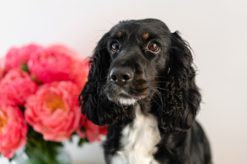 Black dog, Russian Spaniel sitting with Coral peonies in a glass vase. Beautiful peony from floral shop. Flowers delivery. Copy space