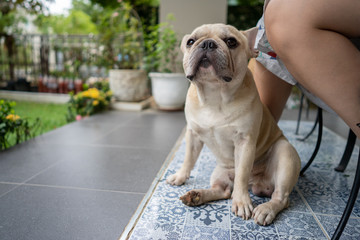 Obraz premium French bulldog is sitting down with his owners in the moring