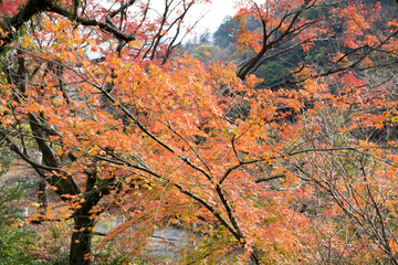 Japanese red maple leaves at autumn. Japan