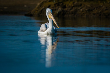 Dalmatian pelican portrait in early morning blue hour in lake water and catching fishes at Keoladeo National Park, bharatpur, rajasthan, India