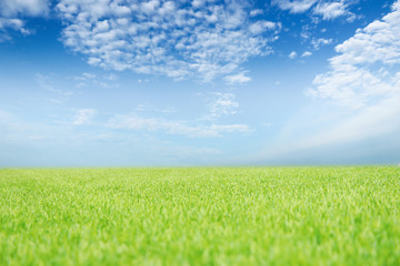  field and bright blue sky .