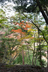 Japanese red maple leaves at autumn. Japan