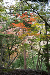 Fototapeta premium Japanese red maple leaves at autumn. Japan