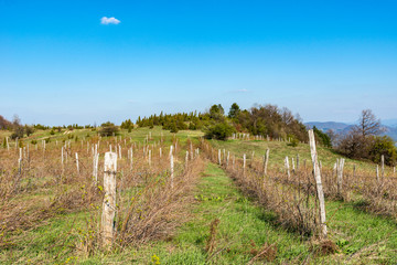 Fototapeta na wymiar Few lines raspberry farm. Raspberry Plantation in Serbia