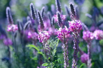 Onobrychis viciifolia inflorescence, common sainfoin with pink flowers. Wild pink flowers background