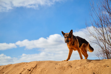 Dog German Shepherd on the sand in a spring day