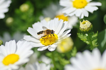 Obraz premium ハナアブ