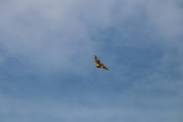 bird in the sky