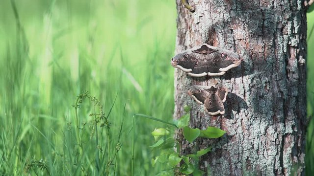 Beautiful male and female of the Giant peacock moth, Saturnia pyri having a love. The largest European night butterfly. Wildlife animal. Great peacock moth, giant emperor moth, or Viennese emperor in 