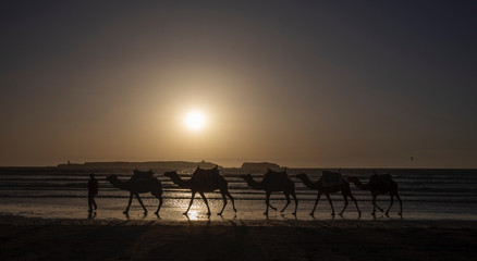 Camels on the Beach in Essaouira, Morocco