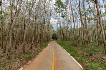 Fototapeta premium Road through the middle of the rubber or Hevea brasiliensis plantation. Koh Chang island, Thailand.