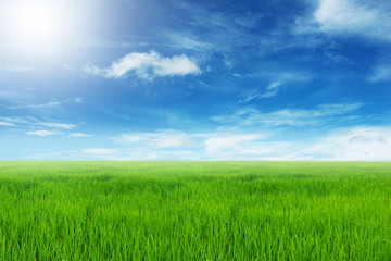 Fototapeta na wymiar field and bright blue sky .