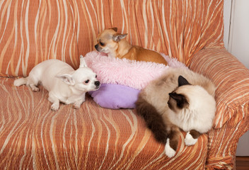 Fototapeta premium Two Chihuahua dogs and a seal point Birman cat are lying on sofa.