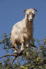 Goats in Trees eating the Argan fruit