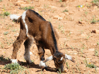 Fototapeta premium Goats in Trees eating the Argan fruit