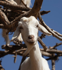 Goats in Trees eating the Argan fruit