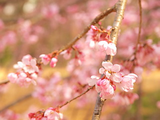 シダレザクラの花