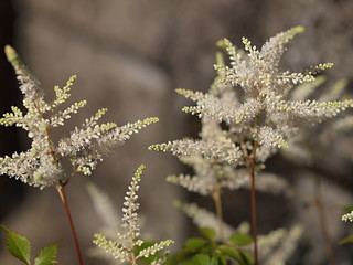 アスチルべの花