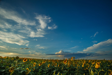 Sunflower field landscape