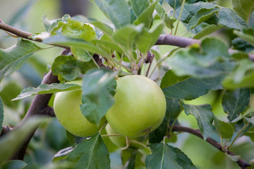 Green apples on orchard farm