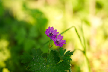 Nahaufnahme einer Blume (Kleiner Storchschnabel) im Abendlicht mit weichem Bokeh