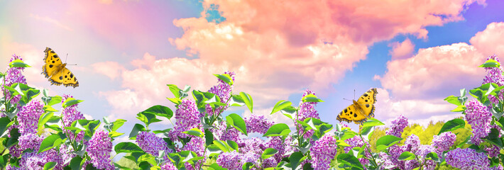 Lilac flowers and butterflies in garden against the blue sky with spectacular clouds