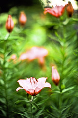 Naklejka premium orange lilies with rain drops on a blurred background of green leaves