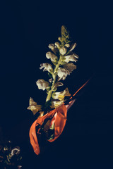 The colorful flowers.