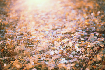End of summer season in the park