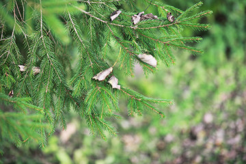 End of summer season in the park