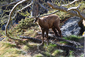 Il giovane camoscio si strofina le corna contro i rami del larice.