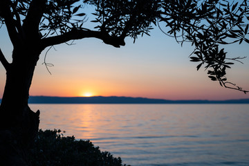 Fototapeta na wymiar Sunset and olive tree branches at the beach of Cres