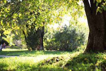 Fototapeta premium End of summer season in the park