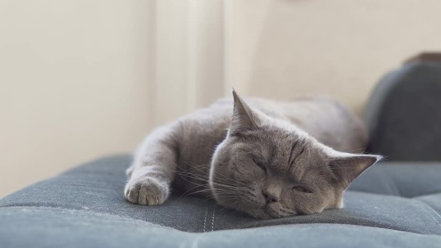 British cute cat relaxing on blue sofa