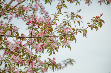apple tree flowers blossom on a branch spring